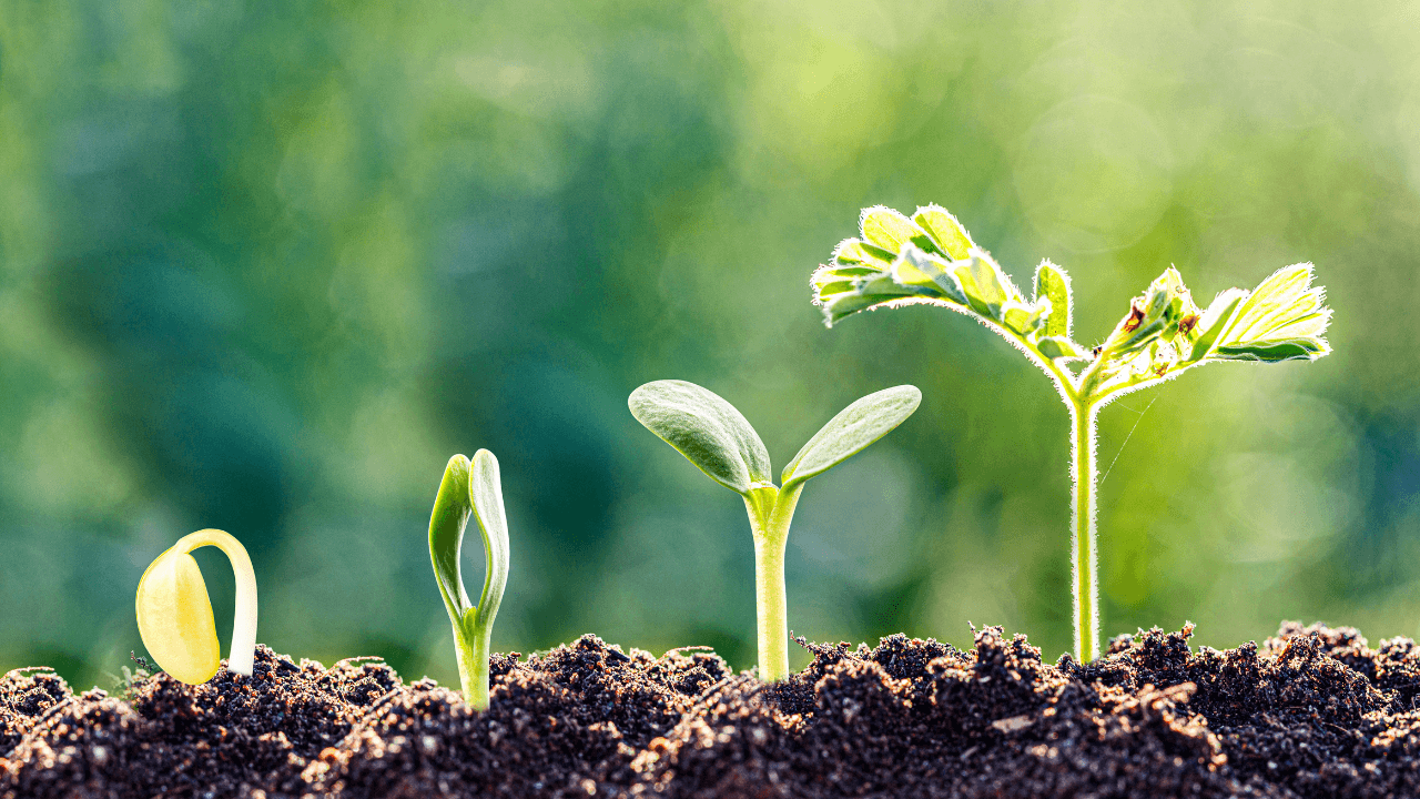 About Sugarsnap Digital Marketing Agency